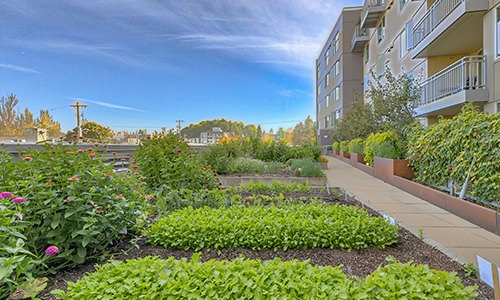 Organic Farm Terrace Cover Image