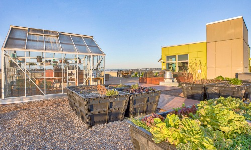 Rooftop pea-patches available for residents