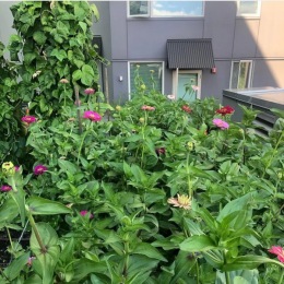 Enjoying our gorgeous Zinnias in our professionally managed community garden! Thank you @rooftops_seattleurbanfarmco ! What's your favorite flower in our garden? 🌼🌸 #rooftopgardens #communitylove #flowersofinstagram #lovewhereyoulive #fallisintheair #sharingiscaring Instagram post from @angelinecolumbiacity on October 05, 2023 19:51:30pm