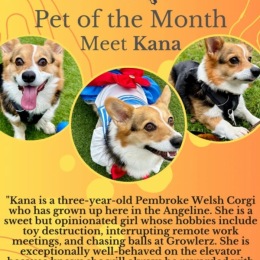 Meet our October pet of the month, "Kana!" 🐾❤️ #pawtytime #fetch #cutenessoverload #woof #lovewhereyoulive #columbiacity #petfriendlycommunity #doggiesofinstagram Instagram post from @angelinecolumbiacity on October 04, 2023 20:51:05pm