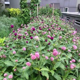 Our Globe Amaranth loving the October sunshine! 💮 Pick some while they're still here! #communitygarden #rooftopvibes #flowersfordays #popofcolor #rooftopgardens Instagram post from @angelinecolumbiacity on October 30, 2023 18:54:06pm