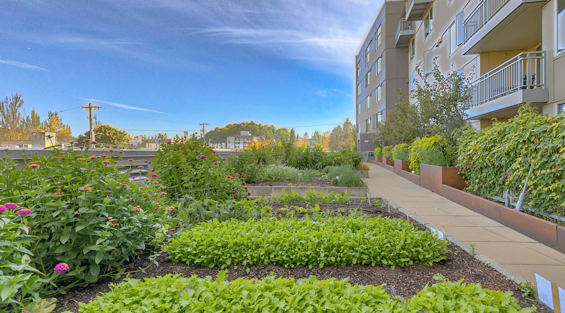 Professionally managed organic garden